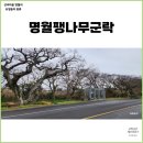 퐁낭그늘 | 제주시 한림읍 명월팽나무군락 마을길 돌다리 퐁낭 ft. 명월대