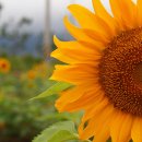 외눌마을(눌차마을)입구 이미지