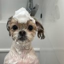 댕댕이발소 이미지