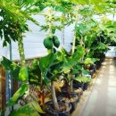 원주농장 이미지