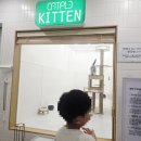 대전 가볼만한곳 캣플코지눅 대전은행점 초등아이와 방문후기