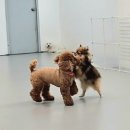 댕댕스쿨 이미지