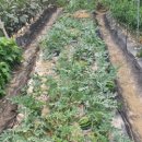 호암농장 이미지