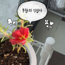 채송화 - 영주시 중앙로 109 | 채송화 번식 가지삽목 후기