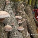 영농조합법인한라표고
