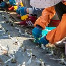 한농접목테이프 이미지