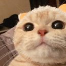 빼꼼 이미지