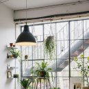 식물 인테리어 이미지