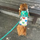 가자 펫택시 이미지