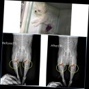 아이콘 동물병원 이미지