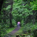 2018년 6월 14일~6월 18일 (목~월, 4박5일) 해외도보 28탄 [일본 야생화 트래킹 - 홋카이도 레분섬] - 꽃 물 든 길 따라 걷기 이미지