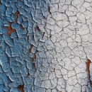 둘리애견 이미지