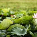 서오지리연꽃마을 이미지