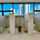 맘바이 루프탑 테라스 강아지 애견호텔 애견유치원 이미지