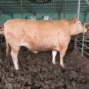 한우1000 이미지