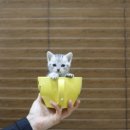 미니펫 강아지분양 고양이분양 부천점 이미지