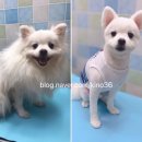 59펫살롱 이미지