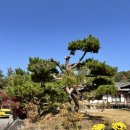 송연 | 천안 상견례 장소 추천 유량동 송연 은혜상차림 솔직후기