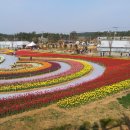 양초122차 예산덕숭산(수덕사) 태안튤립축제산행 이미지