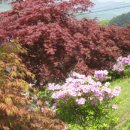 모곡초등학교 이미지