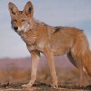 코요테 이미지