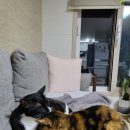 코지그루밍 이미지