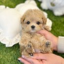 성남애견 이미지