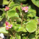 화이트 페어리 이미지