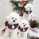 댕댕사우나 이미지