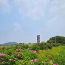 꽃보다 이쁘개 이미지