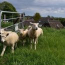 초가집황토방 이미지