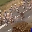 선두목장 이미지