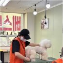 베스트의정부애견미용학원