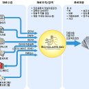 스칼라스코리아 Daum카페