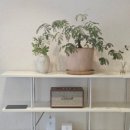 보사노바베이커리랩 | ☕ 카페 보사노바 베이커리랩 신정점 방문 후기 🌿