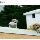 웃개 이미지