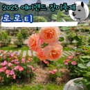 장미가든 | 2025 에버랜드 장미축제 로로티 후기 가든패스 가격 정보
