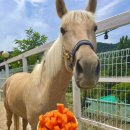 비슬 승마체험장 이미지