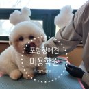 포항애견미용학원 이미지