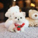 더펫 강아지분양 고양이분양 일산본점 이미지