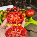 톰토 Daum카페