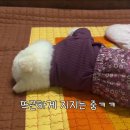 시골 룩 입은 포메 이미지