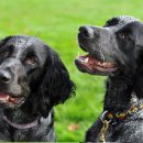 블루켄넬 이미지