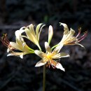 제주상사화 이미지