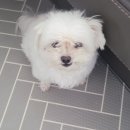 라르펫 이미지