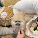 광주강아지분양 고양이분양 24시 데려가개본점 | 광주강아지분양 고양이분양 24시 데려가개본점에서의 따뜻한 인연을 이야기해요