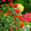 한밭수목원1 이미지