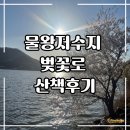 벚꽃로 | 물왕저수지 벚꽃로 산책후기
