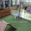 레이크펫 | 강릉 세인트존스 호텔 (펫룸 후기)