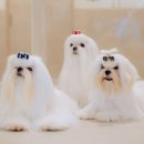 그리시아 화이트 매직 | 광주애견미용부터 분양, 호텔, 데이케어까지 한 번에! 크리스타일 방문 후기